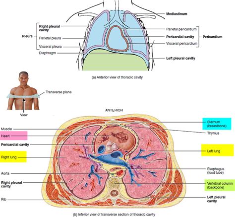 Costochondritis - Causes, Symptoms, Locations, Duration & Treatment