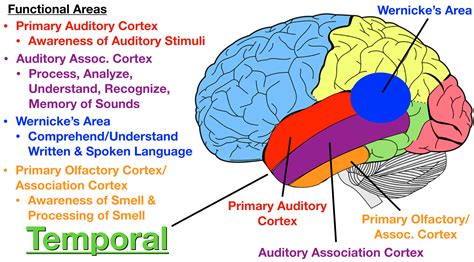 Lobes Of The Brain And Their Function Diagram The Rainbow Fi