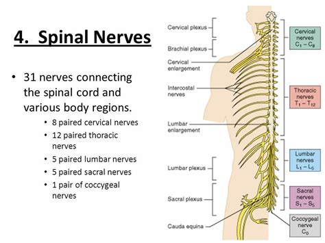 31 pairs of spinal nerves... | Spinal nerve, Nerve, Spinal