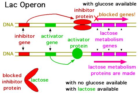 Joe's Guide to Science: The Lac Operon