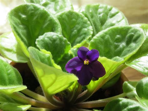 6 Steps to Keep African Violets Blooming | Espoma Organic