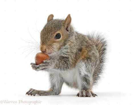 Young Grey Squirrel eating a hazelnut photo WP33117