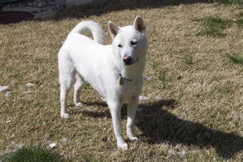 Kishu Ken - Temperament, Lifespan, Shedding, Puppy