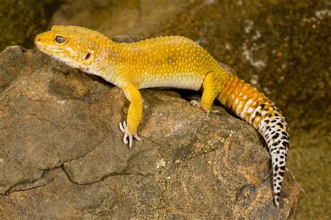 Common Leopard Gecko Facts, Habitat, Diet, Lifespan, Pictures