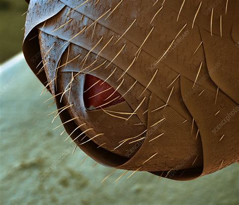 Wood ant abdomen, SEM - Stock Image - C011/5062 - Science Photo Library