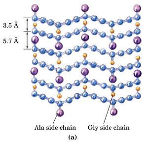 Secondary Protein Structure in Silk - Chemistry LibreTexts