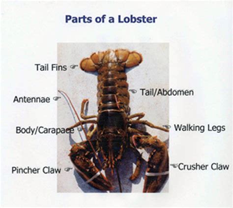 american lobster anatomy