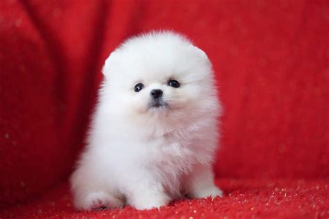 Pure White Pomeranian Teddy bear Teacup Puppies | in Peterborough, Cambridgeshire | Gumtree