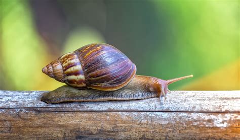 Dealing With Pesky Garden Pests: Snails and Slugs - Saratoga Organics