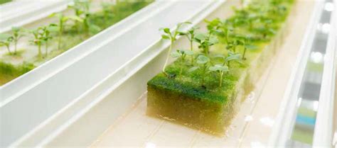 Hydroponic Farming – ssf-agtech