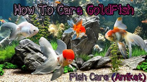 Goldfish Care and Guide - YouTube