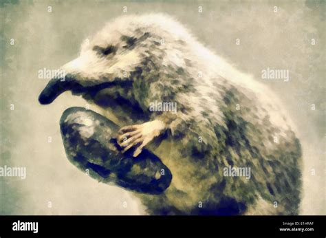 Russian desman images hi-res stock photography and images - Alamy