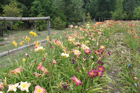 Lewis Daylily Garden: Curt Hanson's daylilies.