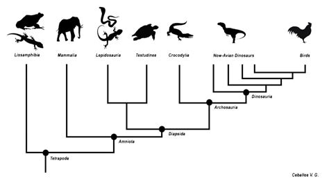 How To Make A Cladogram: Examples + Plans - MyMyDIY | Inspiring DIY ...