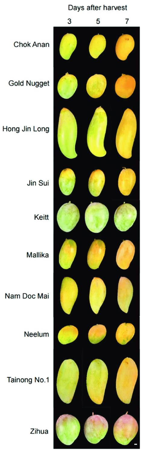 Fruit phenotypes of ten Mango varieties at 3, 5, and 7 days after... | Download Scientific Diagram