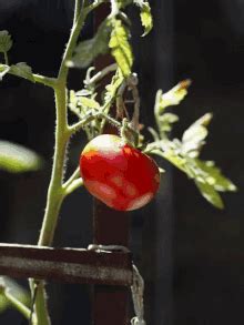 Tomato GIFs | Tenor