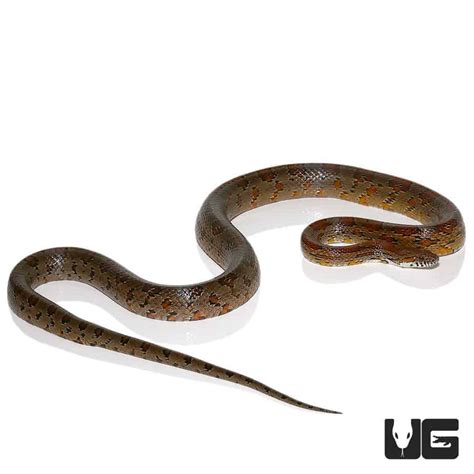 South Florida Cornsnakes For Sale - Underground Reptiles