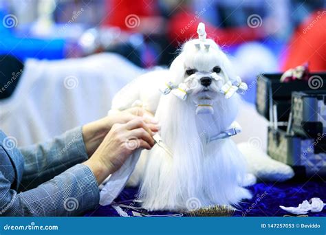 Grooming dog breed Maltese stock image. Image of table - 147257053