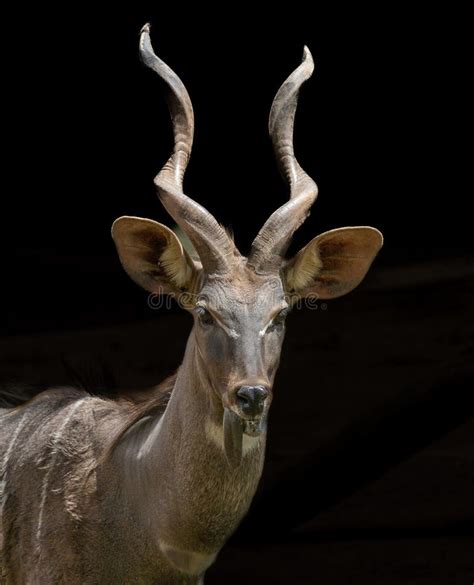 Kudu Antelope with Twisted Antlers Stock Image - Image of large ...