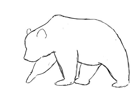 How To Draw A Bear - Draw Central