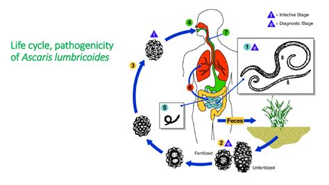 Solution Biology Life Cycle And Pathogenicity Of Ascaris Lumbricoides ...