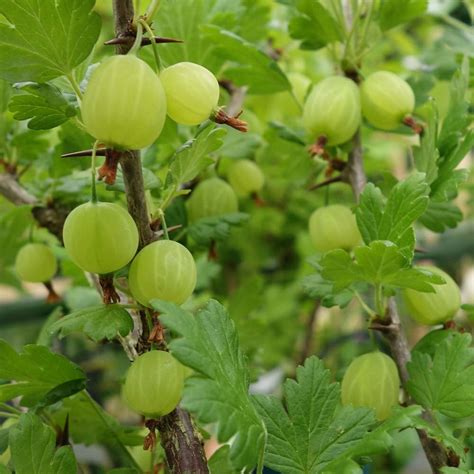 Gooseberry Hedge