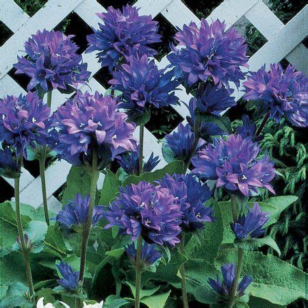 The 25+ best Partial shade perennials ideas on Pinterest