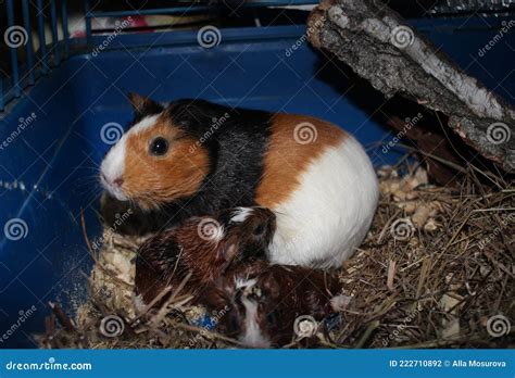 Guinea Pig Rodent with Newborn Cubs Giving Birth To Pets in a Cage Stock Photo - Image of farm ...