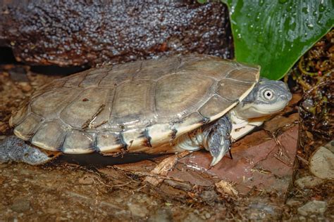 A Guide to Caring for African Sideneck Turtles as Pets