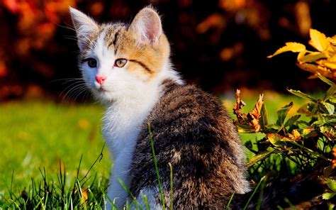 Cat Full HD Wallpaper and Background | 1920x1200 | ID:287909