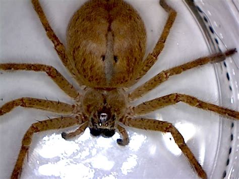 Golden huntsman spider, Olios giganteus - Foothill Sierra Pest Control