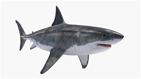 Great White Shark 3D Model - TurboSquid 2038973