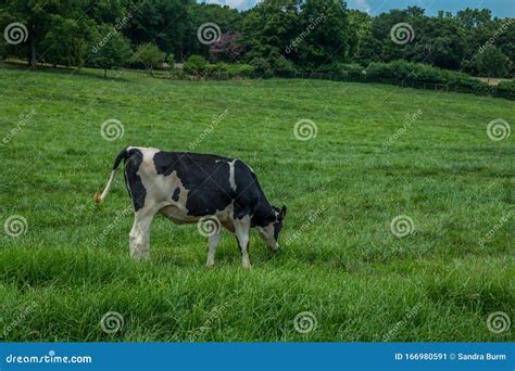 Cow grazing in the pasture stock image. Image of feed - 166980591