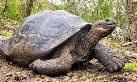 Giant Tortoise | Species | WWF