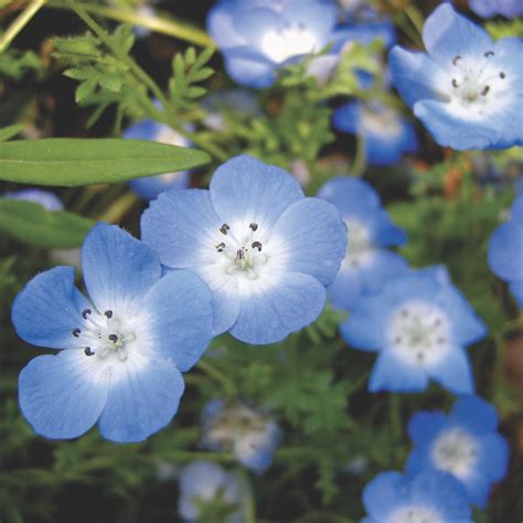 Christina E. Danner: Red White Blue Flowers Images - Red White And Blue ...