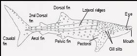 Whale Sharks - Rhincodon typus | Scientists Study This Behemoth