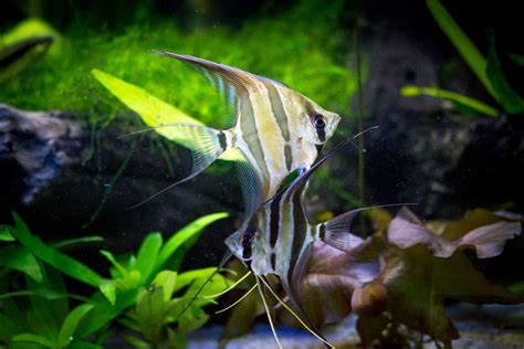 Angelfish Breeding 101: How To Breed Angelfish (2023 Guide)