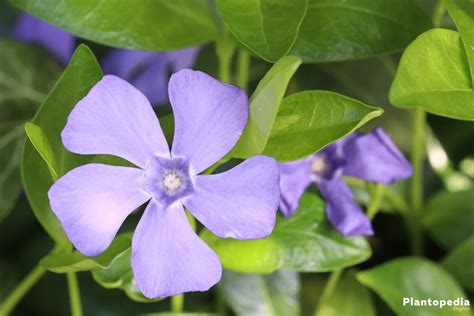 Growing Periwinkle, Vinca Minor – How to Care for this Ground Cover - Plantopedia