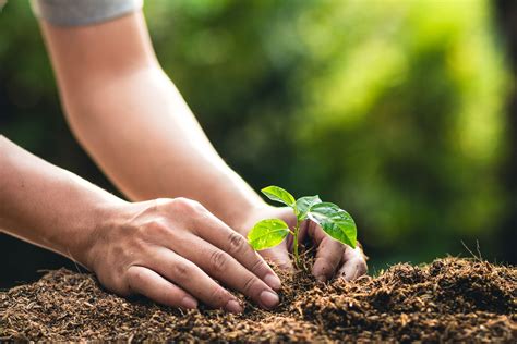 Planting Bare-Root Tree Seedlings