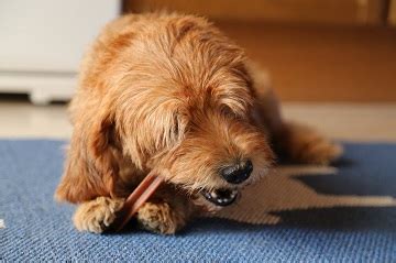 Tartar Removal For Dogs-Prevent Tartar Buildup On Your Dog’s Teeth | Just For Your Dog