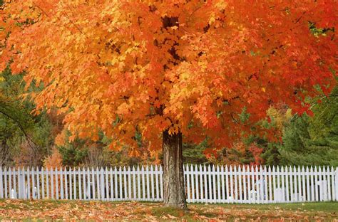 10 Maple Trees for Best Fall Color