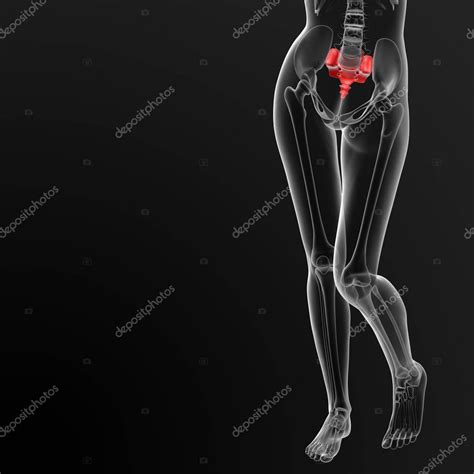 Render Medical Illustration Female Sacrum Bone Front View - Stock Photo , #Affiliate, #Female, # ...