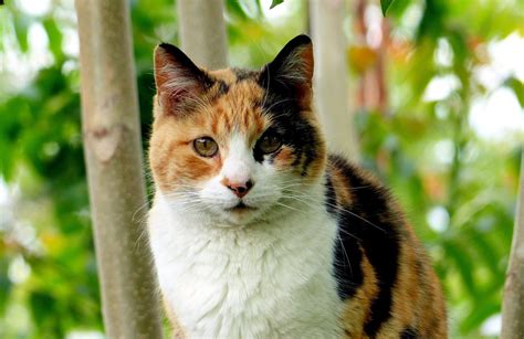 The 119 Most Popular Calico Cat Names