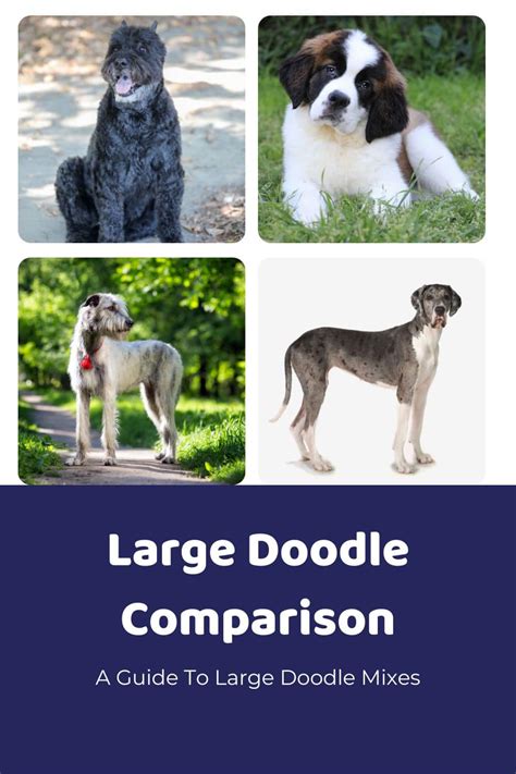 Boxerdoodle 101: Intro To The Boxer-Poodle Mix - Doodle Doods