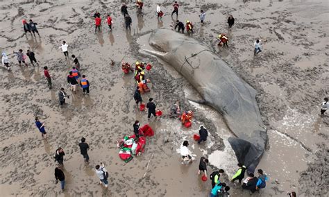 son. The 20-hour race to rescue the stranded whale made millions of ...