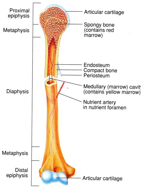 Compact Bone Diagram - koibana.info | Human body anatomy, Anatomy bones, Skeletal system anatomy