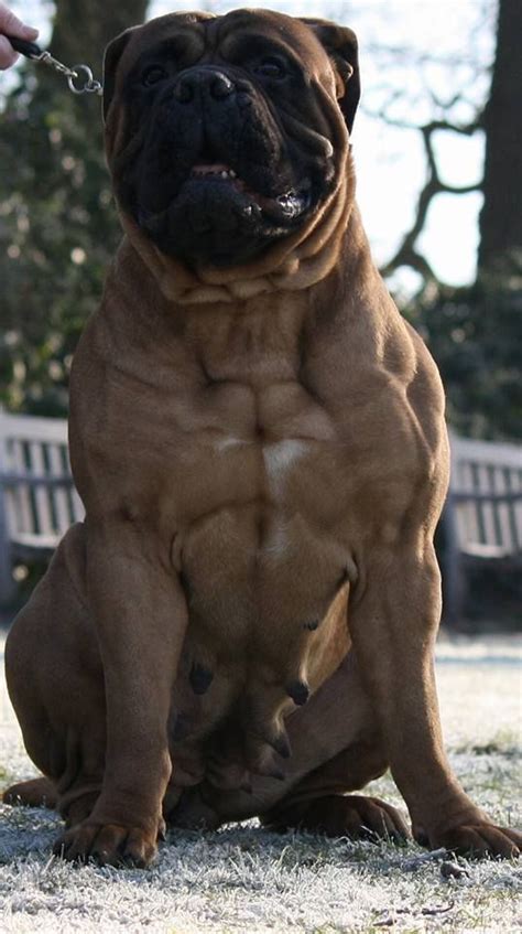 Bullmastiff Giant Dog Breeds, Giant Dogs, Large Dog Breeds, Bull Mastiff Dogs, Mastiff Breeds ...