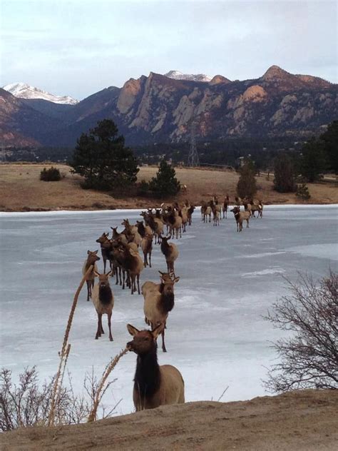 106 best Estes Park Wildlife images on Pinterest | Elk, Estes park colorado and National parks