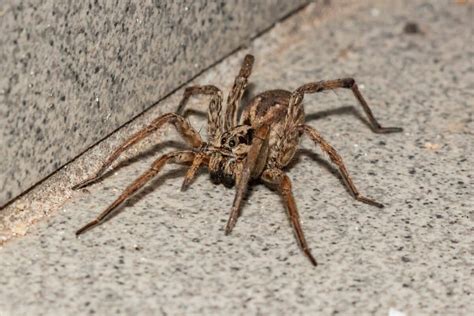 Wolf Spider Bite - Animals Around The Globe