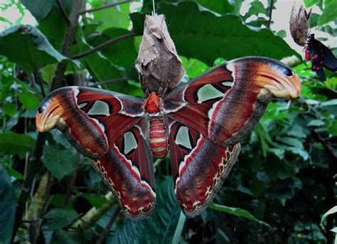 Atlas Moth Attacus Yellow · Free photo on Pixabay